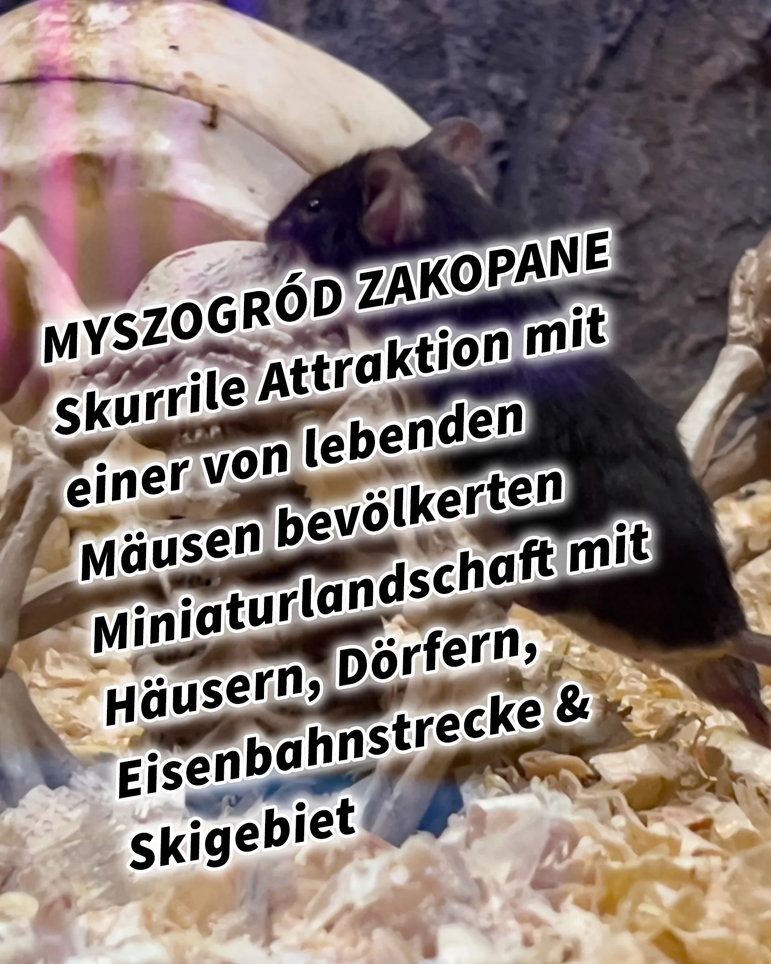 Mehr über den Artikel erfahren MYSZOGRÓD ZAKOPANE Skurrile Attraktion mit einer von lebenden Mäusen bevölkerten Miniaturlandschaft mit Häusern, Dörfern, Eisenbahnstrecke & Skigebiet