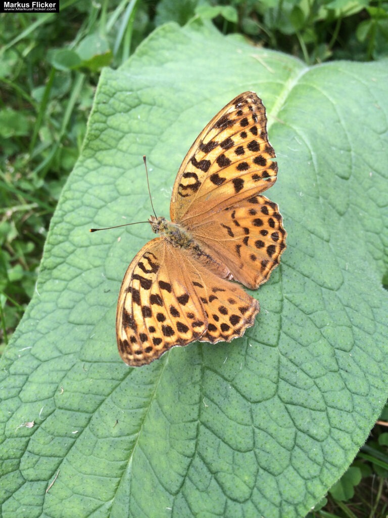 Totenkopfschwärmer und Schmetterlinge und Libellen fotografieren in der Natur mit dem Smartphone inkl. 37 Tipps. Fotografieren und Filmen mit dem Smartphone: Bessere Fotos und Videos mit dem Handy für Freizeit, Hobby und Business Totenkopfschwärmer und Schmetterlinge und Libellen fotografieren in der Natur mit dem Smartphone. Fotografieren und Filmen mit dem Smartphone: Bessere Fotos und Videos mit dem Handy für Freizeit, Hobby und Business