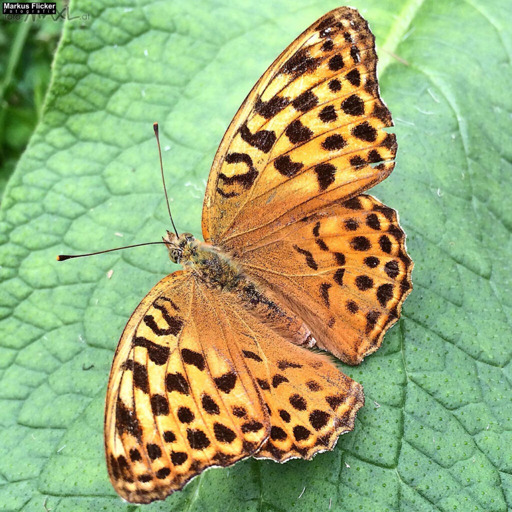 Totenkopfschwärmer und Schmetterlinge und Libellen fotografieren in der Natur mit dem Smartphone inkl. 37 Tipps. Fotografieren und Filmen mit dem Smartphone: Bessere Fotos und Videos mit dem Handy für Freizeit, Hobby und Business Totenkopfschwärmer und Schmetterlinge und Libellen fotografieren in der Natur mit dem Smartphone. Fotografieren und Filmen mit dem Smartphone: Bessere Fotos und Videos mit dem Handy für Freizeit, Hobby und Business