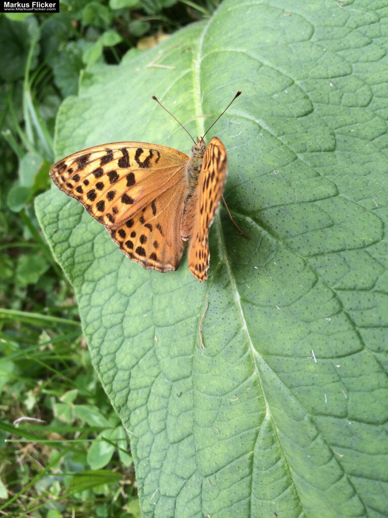 Totenkopfschwärmer und Schmetterlinge und Libellen fotografieren in der Natur mit dem Smartphone inkl. 37 Tipps. Fotografieren und Filmen mit dem Smartphone: Bessere Fotos und Videos mit dem Handy für Freizeit, Hobby und Business Totenkopfschwärmer und Schmetterlinge und Libellen fotografieren in der Natur mit dem Smartphone. Fotografieren und Filmen mit dem Smartphone: Bessere Fotos und Videos mit dem Handy für Freizeit, Hobby und Business