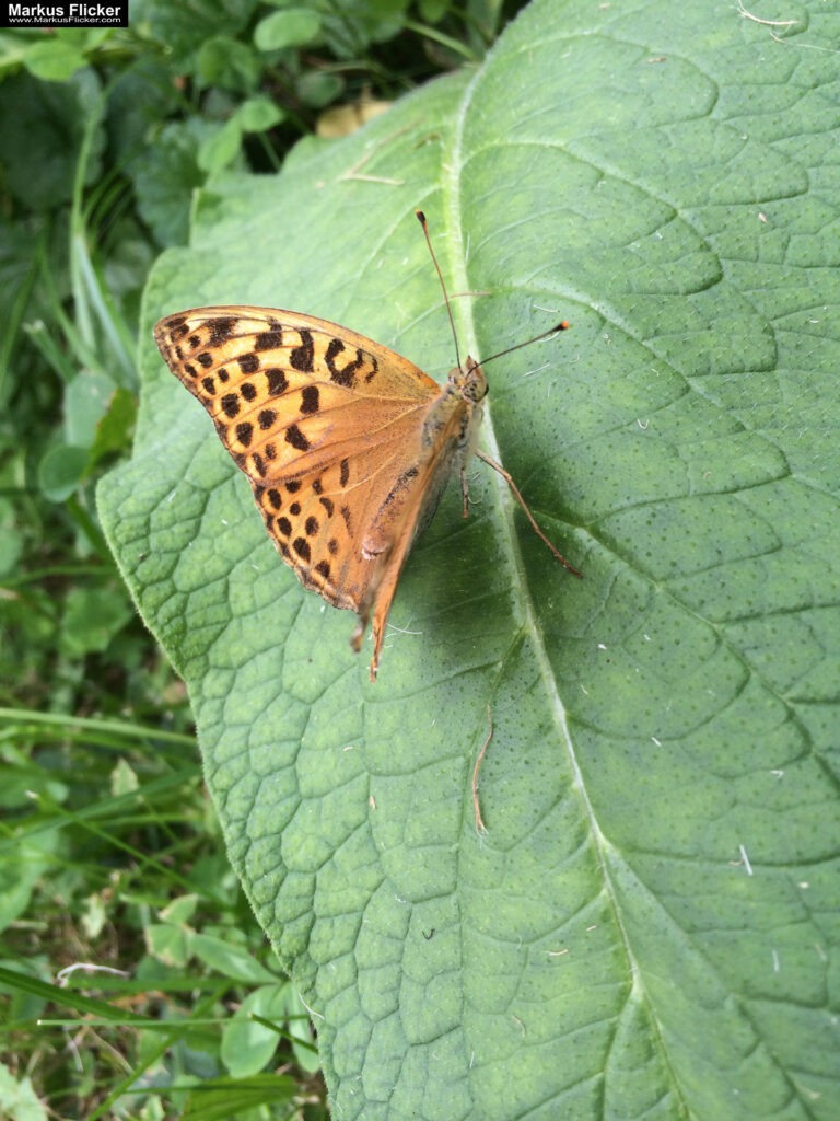 Totenkopfschwärmer und Schmetterlinge und Libellen fotografieren in der Natur mit dem Smartphone inkl. 37 Tipps. Fotografieren und Filmen mit dem Smartphone: Bessere Fotos und Videos mit dem Handy für Freizeit, Hobby und Business Totenkopfschwärmer und Schmetterlinge und Libellen fotografieren in der Natur mit dem Smartphone. Fotografieren und Filmen mit dem Smartphone: Bessere Fotos und Videos mit dem Handy für Freizeit, Hobby und Business