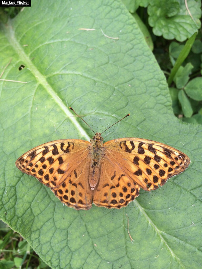 Totenkopfschwärmer und Schmetterlinge und Libellen fotografieren in der Natur mit dem Smartphone inkl. 37 Tipps. Fotografieren und Filmen mit dem Smartphone: Bessere Fotos und Videos mit dem Handy für Freizeit, Hobby und Business Totenkopfschwärmer und Schmetterlinge und Libellen fotografieren in der Natur mit dem Smartphone. Fotografieren und Filmen mit dem Smartphone: Bessere Fotos und Videos mit dem Handy für Freizeit, Hobby und Business