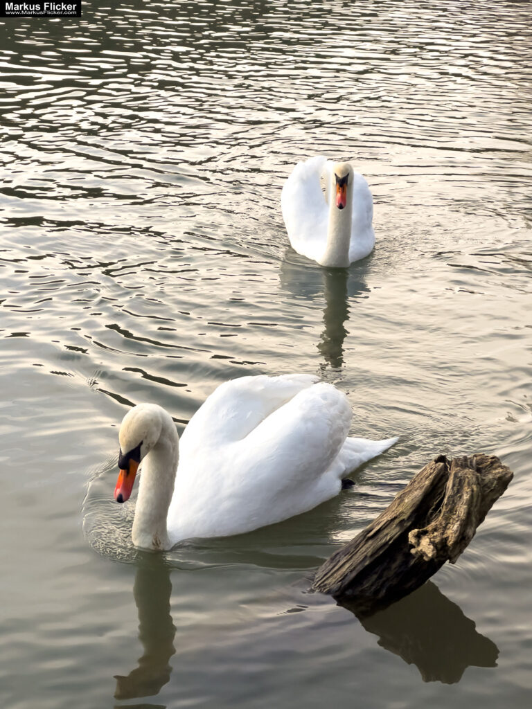 Schwäne im Fluss im Herbst fotografiert Foto auf dem Smartphone bearbeitet mit iOS iPhone. Fotografieren und Filmen mit dem Smartphone: Bessere Fotos und Videos mit dem Handy für Freizeit, Hobby und Business