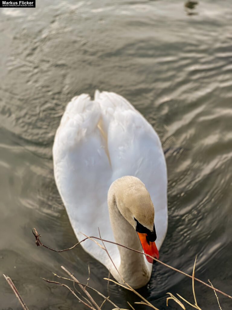 Schwäne im Fluss im Herbst fotografiert Foto auf dem Smartphone bearbeitet mit iOS iPhone. Fotografieren und Filmen mit dem Smartphone: Bessere Fotos und Videos mit dem Handy für Freizeit, Hobby und Business