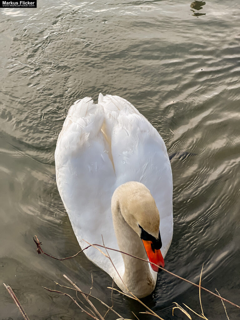Schwäne im Fluss im Herbst fotografiert Foto auf dem Smartphone bearbeitet mit iOS iPhone. Fotografieren und Filmen mit dem Smartphone: Bessere Fotos und Videos mit dem Handy für Freizeit, Hobby und Business