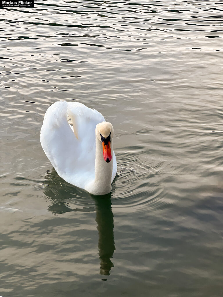 Schwäne im Fluss im Herbst fotografiert Foto auf dem Smartphone bearbeitet mit iOS iPhone. Fotografieren und Filmen mit dem Smartphone: Bessere Fotos und Videos mit dem Handy für Freizeit, Hobby und Business