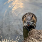 Quicktipp Tierfotografie: Fresse halten und Ruhe bewahren ;) Leise sein statt Mega Tele Objektiv / Nutria am Fluss / Naturfotografie Landschaftsfotografie. Fotografieren und Filmen mit dem Smartphone: Bessere Fotos und Videos mit dem Handy für Freizeit, Hobby und Business