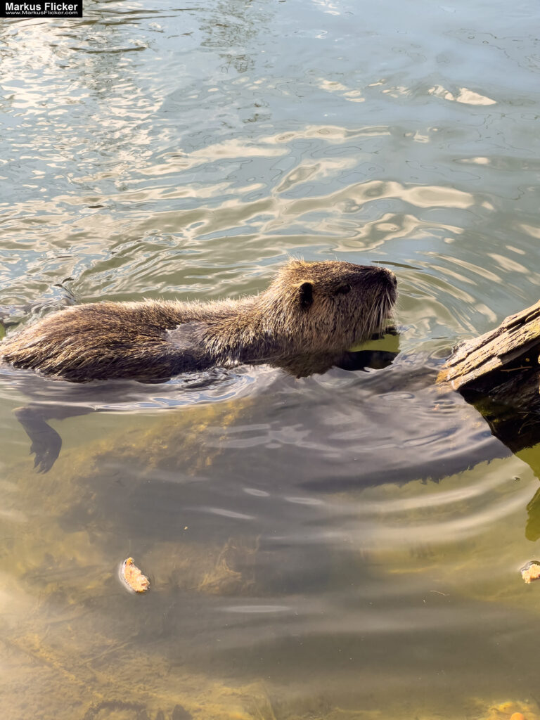 Quicktipp Tierfotografie: Fresse halten und Ruhe bewahren ;) Leise sein statt Mega Tele Objektiv / Nutria am Fluss / Naturfotografie Landschaftsfotografie. Fotografieren und Filmen mit dem Smartphone: Bessere Fotos und Videos mit dem Handy für Freizeit, Hobby und Business Quicktipp Tierfotografie: Fresse halten und Ruhe bewahren ;) Leise sein statt Mega Tele Objektiv / Nutria am Fluss / Naturfotografie Landschaftsfotografie. Fotografieren und Filmen mit dem Smartphone: Bessere Fotos und Videos mit dem Handy für Freizeit, Hobby und Business