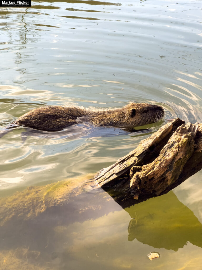 Quicktipp Tierfotografie: Fresse halten und Ruhe bewahren ;) Leise sein statt Mega Tele Objektiv / Nutria am Fluss / Naturfotografie Landschaftsfotografie. Fotografieren und Filmen mit dem Smartphone: Bessere Fotos und Videos mit dem Handy für Freizeit, Hobby und Business Quicktipp Tierfotografie: Fresse halten und Ruhe bewahren ;) Leise sein statt Mega Tele Objektiv / Nutria am Fluss / Naturfotografie Landschaftsfotografie. Fotografieren und Filmen mit dem Smartphone: Bessere Fotos und Videos mit dem Handy für Freizeit, Hobby und Business