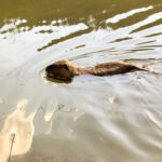 Quicktipp Tierfotografie: Fresse halten und Ruhe bewahren ;) Leise sein statt Mega Tele Objektiv / Nutria am Fluss / Naturfotografie Landschaftsfotografie. Fotografieren und Filmen mit dem Smartphone: Bessere Fotos und Videos mit dem Handy für Freizeit, Hobby und Business