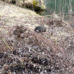 Quicktipp Tierfotografie: Fresse halten und Ruhe bewahren ;) Leise sein statt Mega Tele Objektiv / Nutria am Fluss / Naturfotografie Landschaftsfotografie. Fotografieren und Filmen mit dem Smartphone: Bessere Fotos und Videos mit dem Handy für Freizeit, Hobby und Business