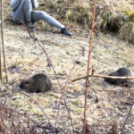 Quicktipp Tierfotografie: Fresse halten und Ruhe bewahren ;) Leise sein statt Mega Tele Objektiv / Nutria am Fluss / Naturfotografie Landschaftsfotografie. Fotografieren und Filmen mit dem Smartphone: Bessere Fotos und Videos mit dem Handy für Freizeit, Hobby und Business