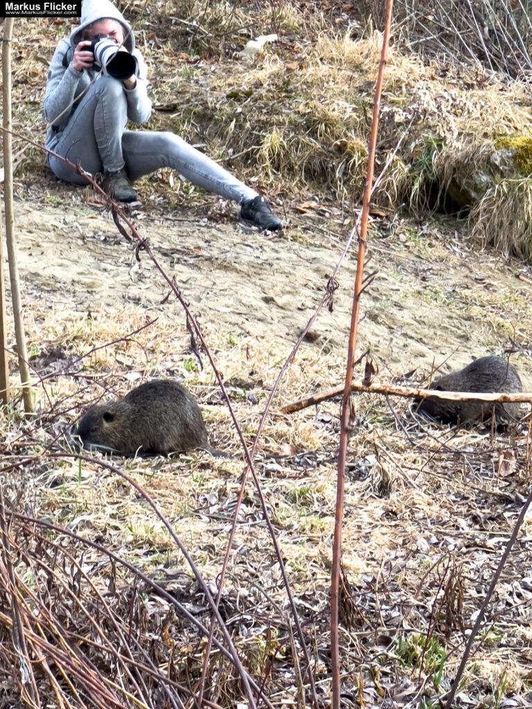 Quicktipp Tierfotografie: Fresse halten und Ruhe bewahren ;) Leise sein statt Mega Tele Objektiv / Nutria am Fluss / Naturfotografie Landschaftsfotografie. Fotografieren und Filmen mit dem Smartphone: Bessere Fotos und Videos mit dem Handy für Freizeit, Hobby und Business Quicktipp Tierfotografie: Fresse halten und Ruhe bewahren ;) Leise sein statt Mega Tele Objektiv / Nutria am Fluss / Naturfotografie Landschaftsfotografie. Fotografieren und Filmen mit dem Smartphone: Bessere Fotos und Videos mit dem Handy für Freizeit, Hobby und Business