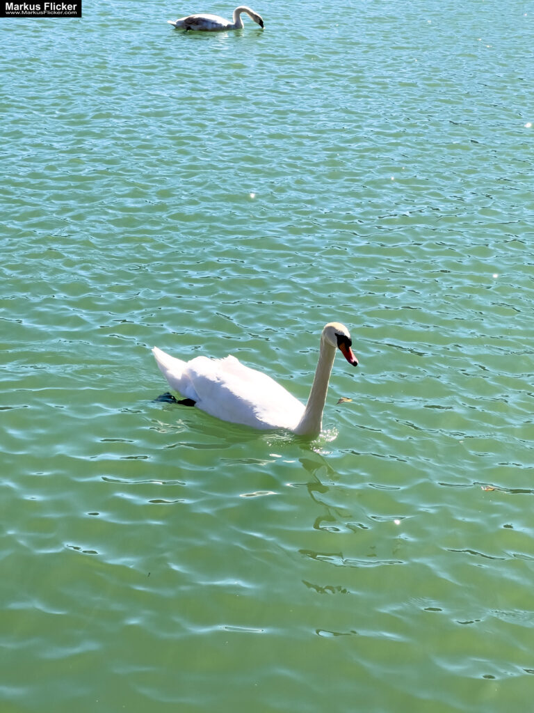 Maribor Marburg an der Drau Drava in Slowenien Roadtrip Städtereise #ifeelsLOVEnia #visitmaribor