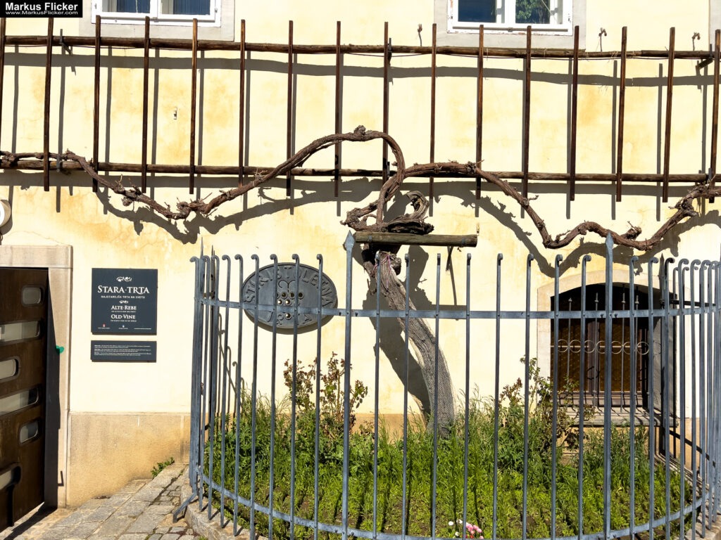 Maribor Marburg an der Drau Drava in Slowenien Roadtrip Städtereise #ifeelsLOVEnia #visitmaribor