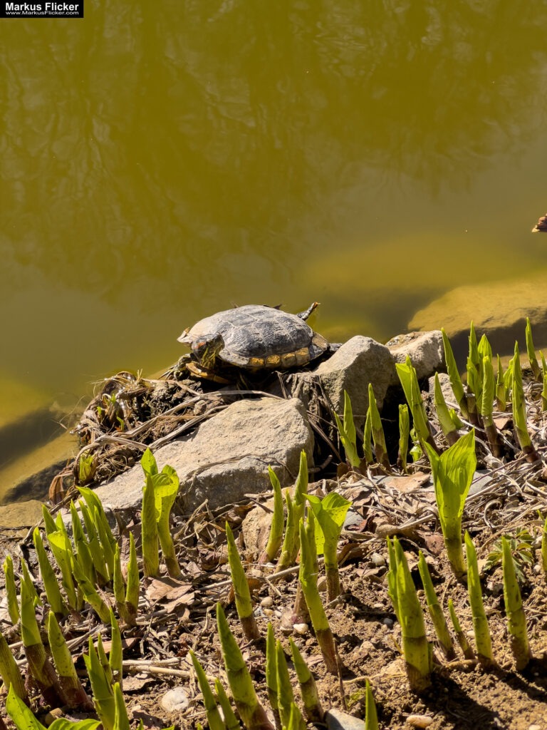 Maribor Marburg an der Drau Drava in Slowenien Roadtrip Städtereise #ifeelsLOVEnia #visitmaribor