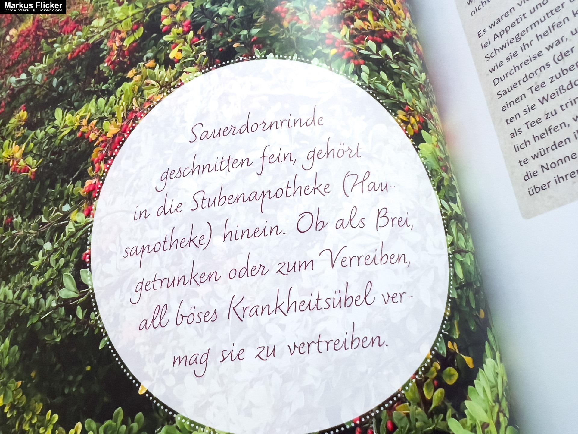 Rindenmedizin: Die Apotheke der Knochenrichter, Holzknechte und Hebammen von Eunike Grahofer