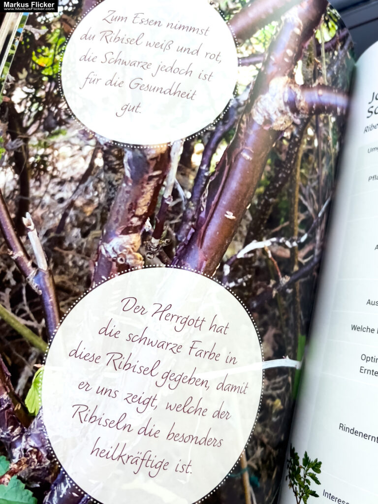 Rindenmedizin: Die Apotheke der Knochenrichter, Holzknechte und Hebammen von Eunike Grahofer