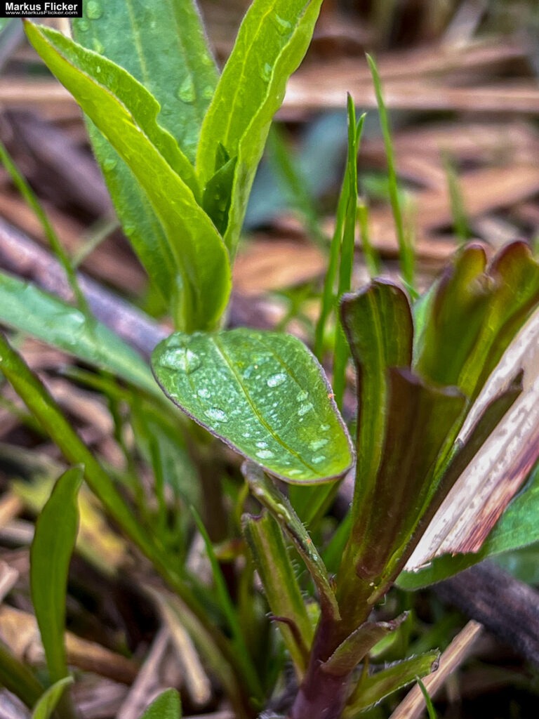 Landschaftsfotografie: Landschaftskomposition, Filter, Belichtung, Verwendung von Stativen inkl. 37 Tipps & Tricks Landschaftsfotografie: Landschaftskomposition, Filter, Belichtung, Verwendung von Stativen