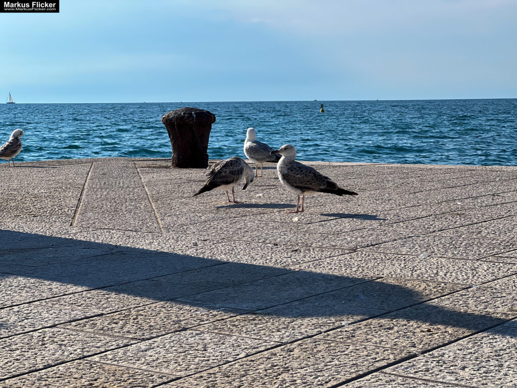 Izola Isola Slowenien Hafenstadt an der Adria am Meer #izolaview #visitizola #visitslovenia #ifeelsLOVEnia Istrien Eine malerische Hafenstadt an der Adriaküste