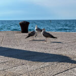 Izola Isola Slowenien Hafenstadt an der Adria am Meer #izolaview #visitizola #visitslovenia #ifeelsLOVEnia Istrien Eine malerische Hafenstadt an der Adriaküste