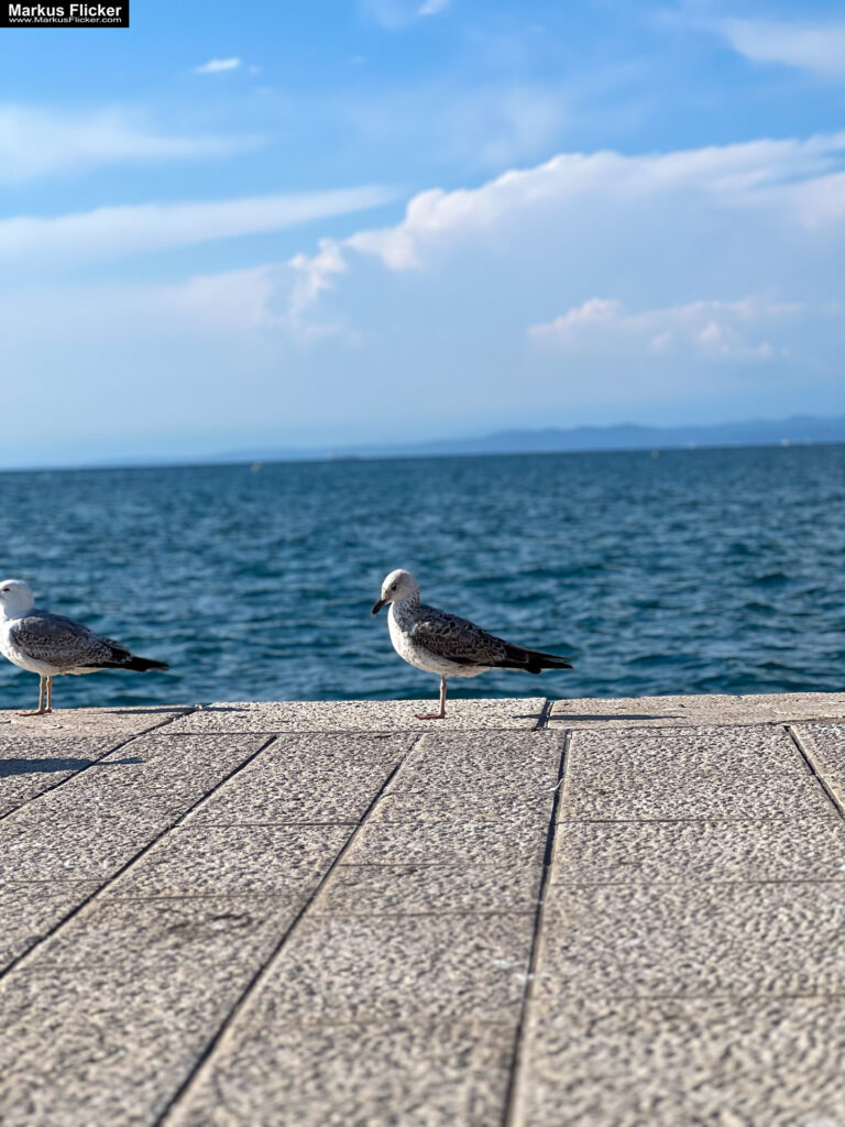Izola Isola Slowenien Hafenstadt an der Adria am Meer #izolaview #visitizola #visitslovenia #ifeelsLOVEnia Istrien Eine malerische Hafenstadt an der Adriaküste
