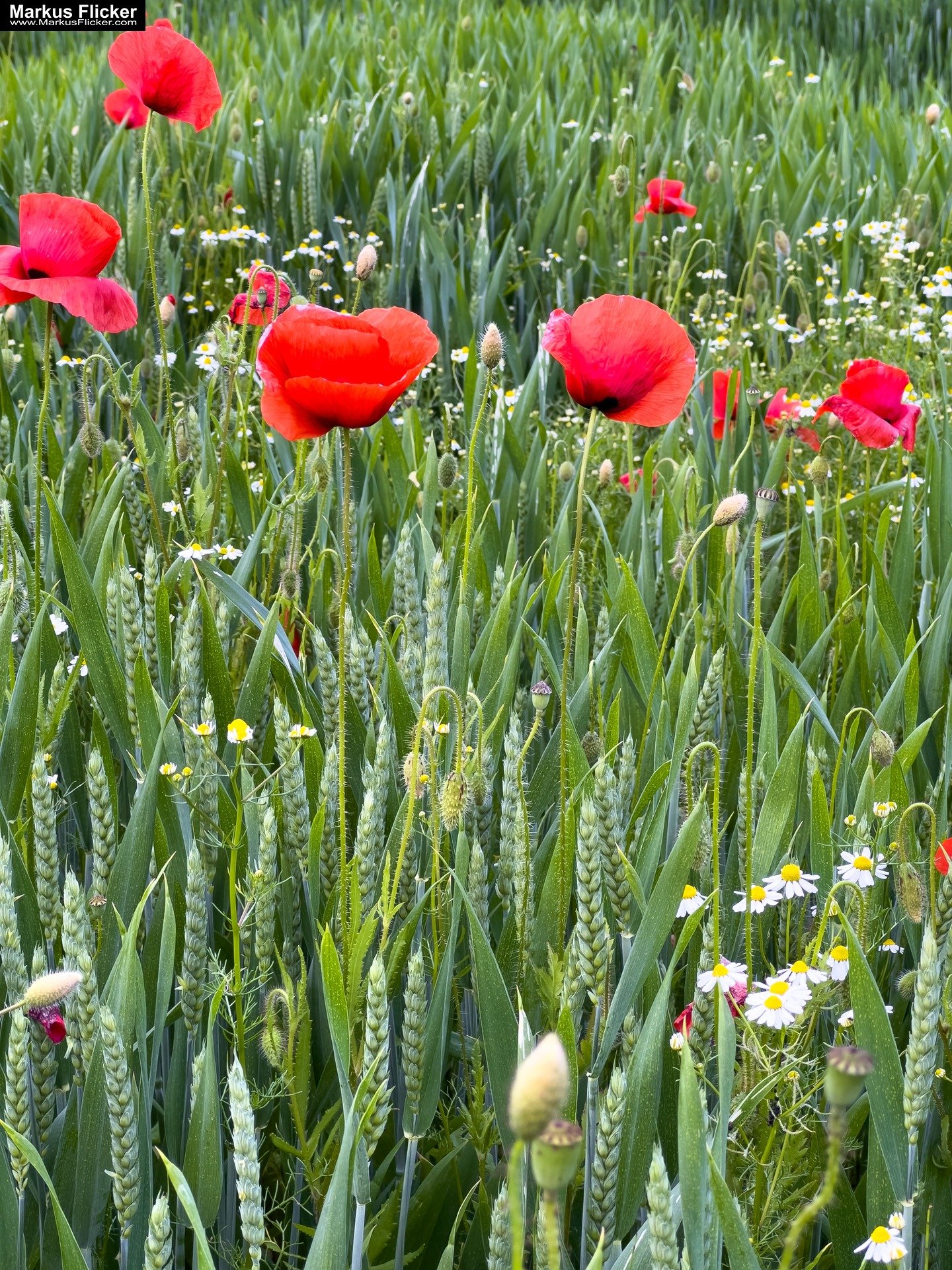 Mohn und Blumen im Getreidefeld fotografieren mit dem Smartphone. Das Handy für Naturfotos passend zur jeweiligen Jahreszeit