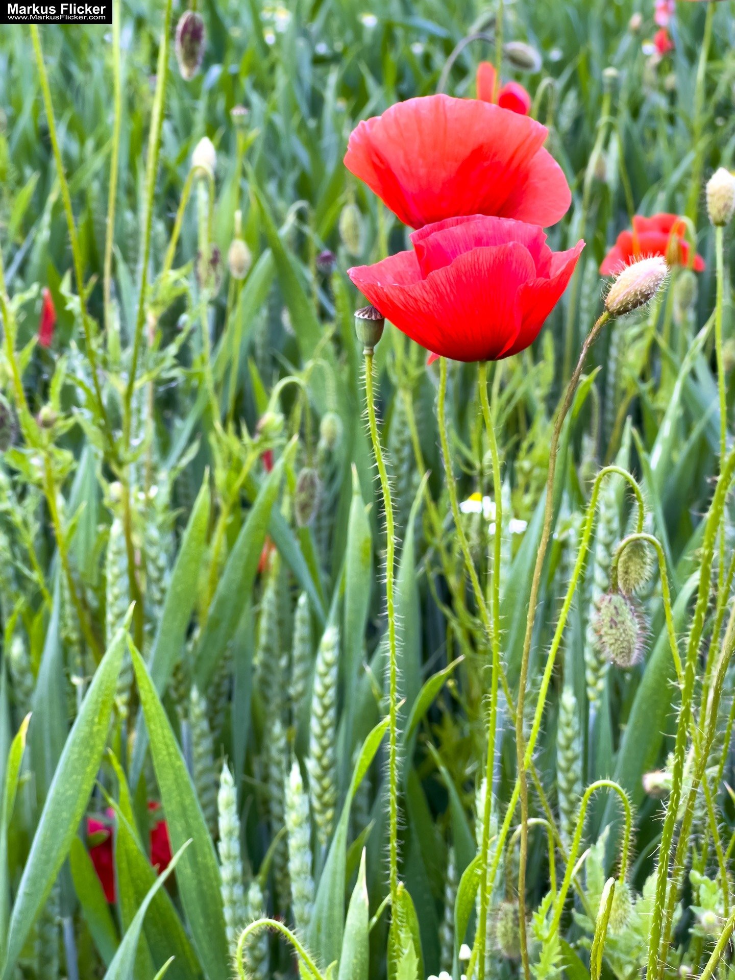 Mohn und Blumen im Getreidefeld fotografieren mit dem Smartphone. Das Handy für Naturfotos passend zur jeweiligen Jahreszeit