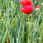 Mohn und Blumen im Getreidefeld fotografieren mit dem Smartphone. Das Handy für Naturfotos passend zur jeweiligen Jahreszeit