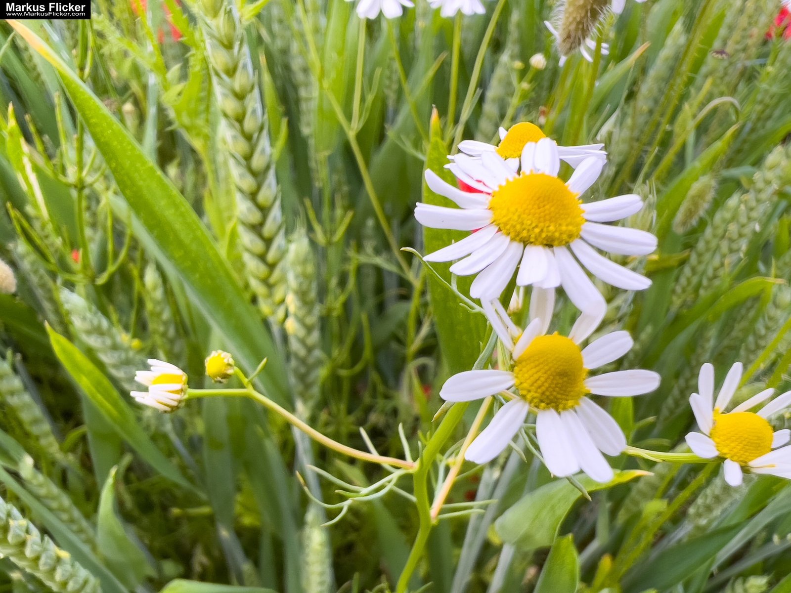 Mohn und Blumen im Getreidefeld fotografieren mit dem Smartphone. Das Handy für Naturfotos passend zur jeweiligen Jahreszeit