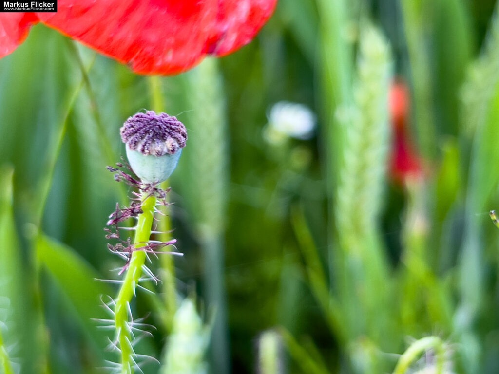 Mohn und Blumen im Getreidefeld fotografieren mit dem Smartphone. Das Handy für Naturfotos passend zur jeweiligen Jahreszeit
