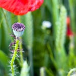 Mohn und Blumen im Getreidefeld fotografieren mit dem Smartphone. Das Handy für Naturfotos passend zur jeweiligen Jahreszeit