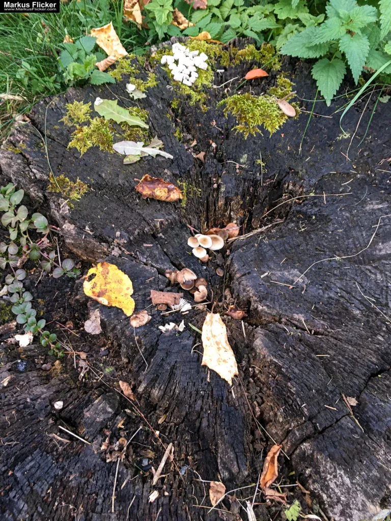 Tipps und Bildideen zum Fotografieren und Filmen im Wald inkl. 37 Fototipps und Bildindeen. Fototipp & Videotipp. Fotografieren und Filmen mit dem Smartphone: Bessere Fotos und Videos mit dem Handy für Freizeit, Hobby und Business Tipps und Bildideen zum Fotografieren und Filmen im Wald inkl. 37 Fototipps und Bildindeen. Fototipp & Videotipp. Fotografieren und Filmen mit dem Smartphone: Bessere Fotos und Videos mit dem Handy für Freizeit, Hobby und Business