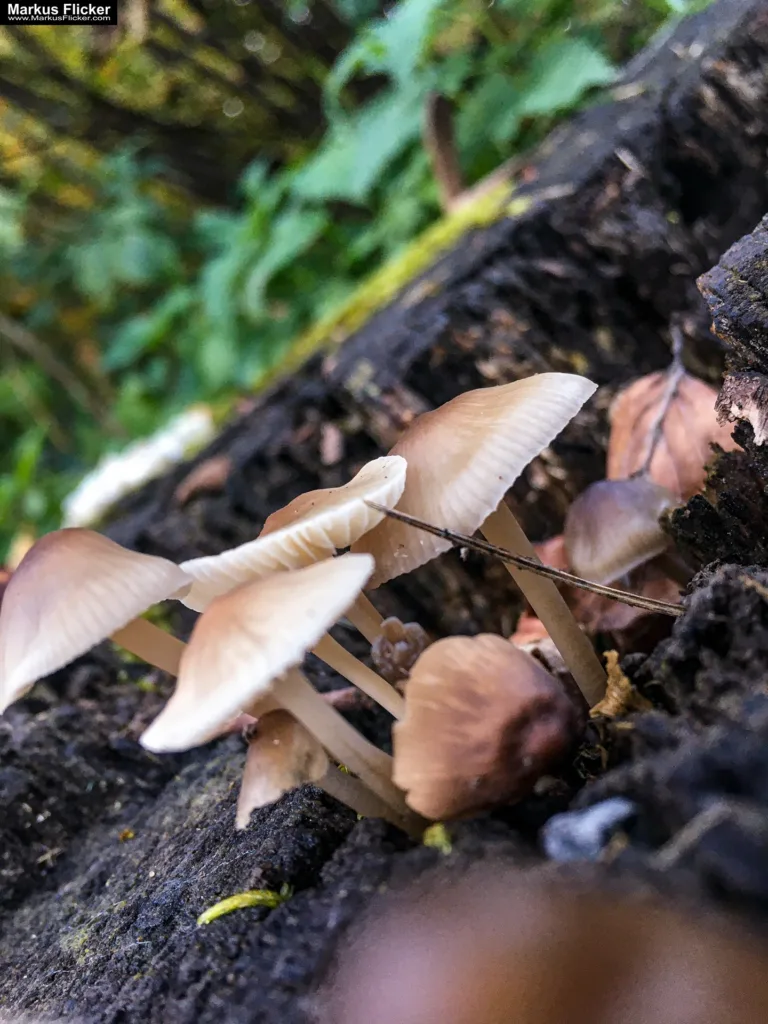 Tipps und Bildideen zum Fotografieren und Filmen im Wald inkl. 37 Fototipps und Bildindeen. Fototipp & Videotipp. Fotografieren und Filmen mit dem Smartphone: Bessere Fotos und Videos mit dem Handy für Freizeit, Hobby und Business Tipps und Bildideen zum Fotografieren und Filmen im Wald inkl. 37 Fototipps und Bildindeen. Fototipp & Videotipp. Fotografieren und Filmen mit dem Smartphone: Bessere Fotos und Videos mit dem Handy für Freizeit, Hobby und Business