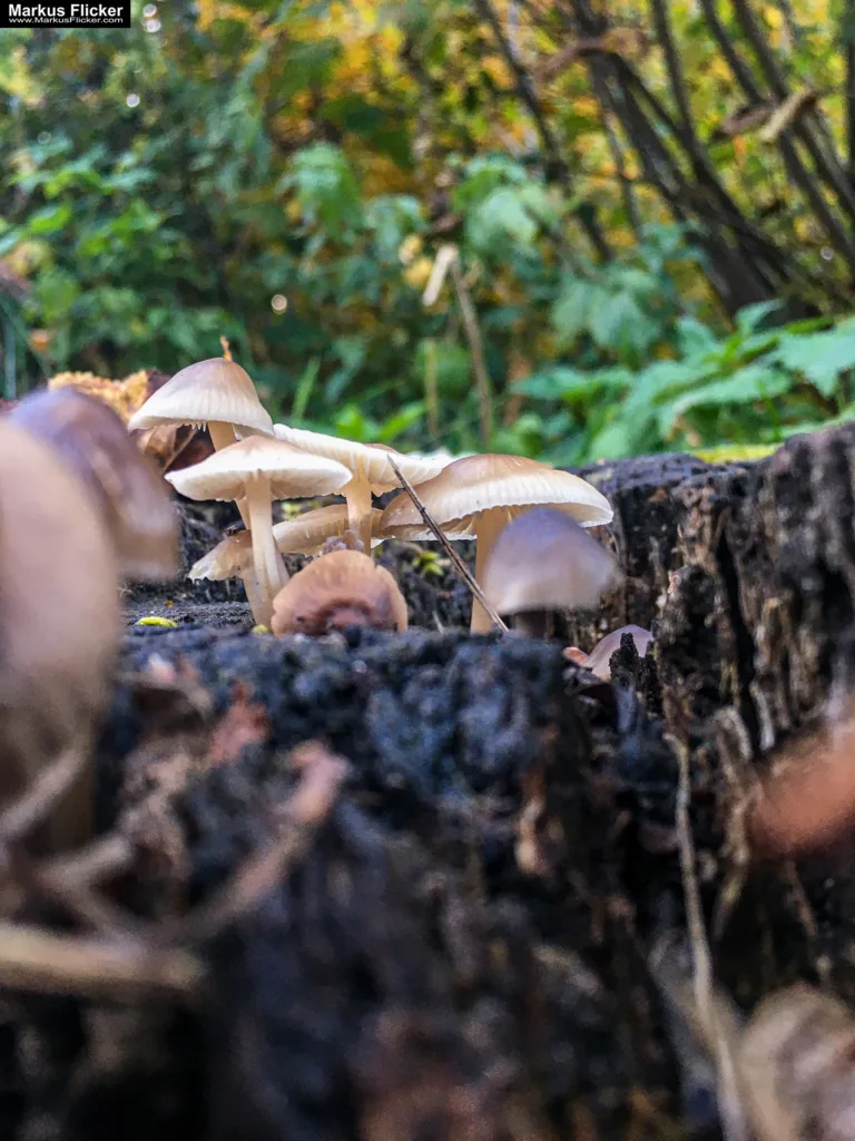 Tipps und Bildideen zum Fotografieren und Filmen im Wald inkl. 37 Fototipps und Bildindeen. Fototipp & Videotipp. Fotografieren und Filmen mit dem Smartphone: Bessere Fotos und Videos mit dem Handy für Freizeit, Hobby und Business Tipps und Bildideen zum Fotografieren und Filmen im Wald inkl. 37 Fototipps und Bildindeen. Fototipp & Videotipp. Fotografieren und Filmen mit dem Smartphone: Bessere Fotos und Videos mit dem Handy für Freizeit, Hobby und Business