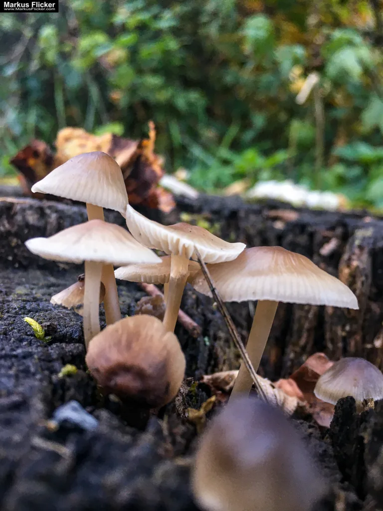 Tipps und Bildideen zum Fotografieren und Filmen im Wald inkl. 37 Fototipps und Bildindeen. Fototipp & Videotipp. Fotografieren und Filmen mit dem Smartphone: Bessere Fotos und Videos mit dem Handy für Freizeit, Hobby und Business Tipps und Bildideen zum Fotografieren und Filmen im Wald inkl. 37 Fototipps und Bildindeen. Fototipp & Videotipp. Fotografieren und Filmen mit dem Smartphone: Bessere Fotos und Videos mit dem Handy für Freizeit, Hobby und Business