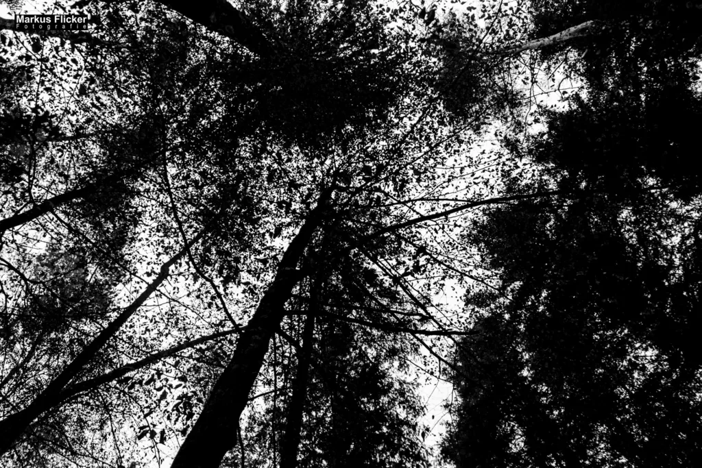 Tipps und Bildideen zum Fotografieren und Filmen im Wald inkl. 37 Fototipps und Bildindeen. Fototipp & Videotipp. Fotografieren und Filmen mit dem Smartphone: Bessere Fotos und Videos mit dem Handy für Freizeit, Hobby und Business Tipps und Bildideen zum Fotografieren und Filmen im Wald inkl. 37 Fototipps und Bildindeen. Fototipp & Videotipp. Fotografieren und Filmen mit dem Smartphone: Bessere Fotos und Videos mit dem Handy für Freizeit, Hobby und Business