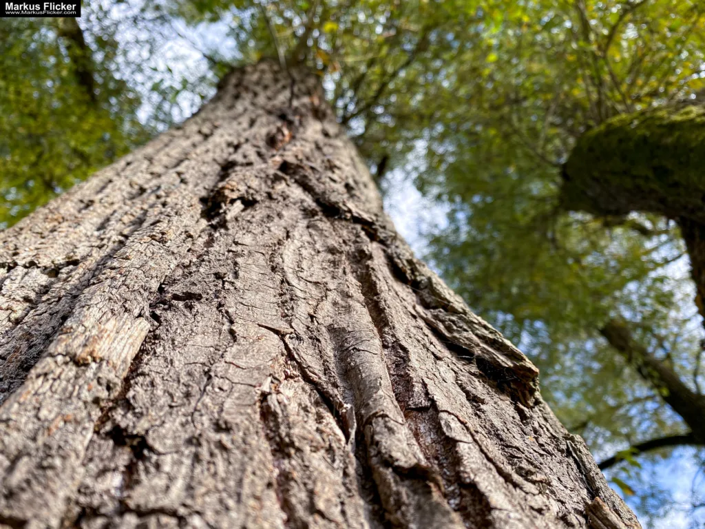 Tipps und Bildideen zum Fotografieren und Filmen im Wald inkl. 37 Fototipps und Bildindeen. Fototipp & Videotipp. Fotografieren und Filmen mit dem Smartphone: Bessere Fotos und Videos mit dem Handy für Freizeit, Hobby und Business Tipps und Bildideen zum Fotografieren und Filmen im Wald inkl. 37 Fototipps und Bildindeen. Fototipp & Videotipp. Fotografieren und Filmen mit dem Smartphone: Bessere Fotos und Videos mit dem Handy für Freizeit, Hobby und Business