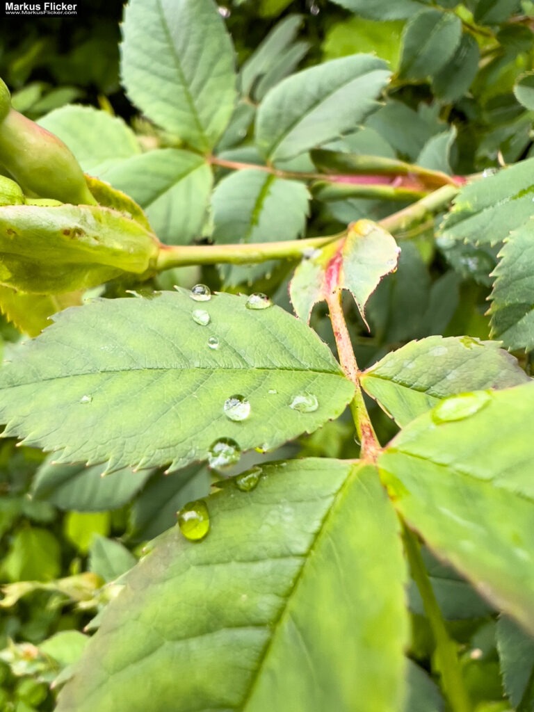 Fotografieren und Filmen bei Regen mit Kamera und Smartphone #smartphonephotography Fotografieren und Filmen mit dem Smartphone: Bessere Fotos und Videos mit dem Handy für Freizeit, Hobby und Business