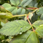 Fotografieren und Filmen bei Regen mit Kamera und Smartphone #smartphonephotography Fotografieren und Filmen mit dem Smartphone: Bessere Fotos und Videos mit dem Handy für Freizeit, Hobby und Business