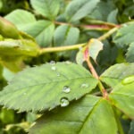 Fotografieren und Filmen bei Regen mit Kamera und Smartphone #smartphonephotography Fotografieren und Filmen mit dem Smartphone: Bessere Fotos und Videos mit dem Handy für Freizeit, Hobby und Business