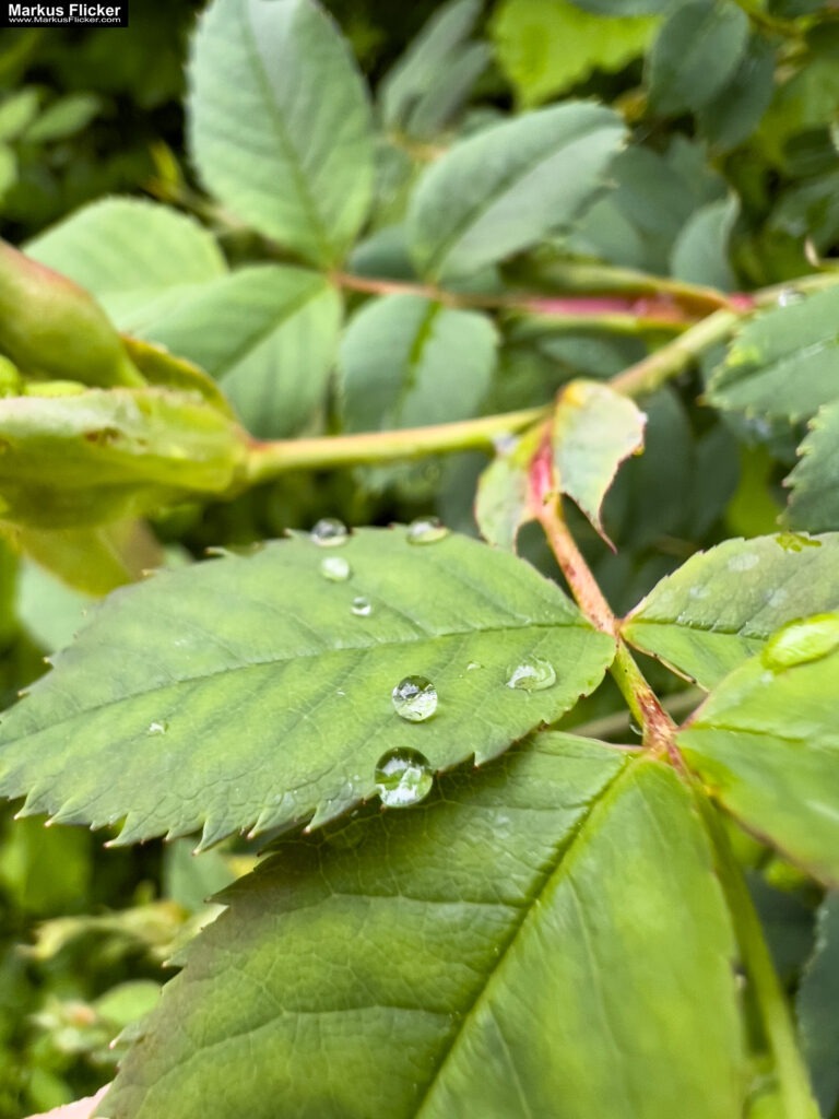 Fotografieren und Filmen bei Regen mit Kamera und Smartphone #smartphonephotography Fotografieren und Filmen mit dem Smartphone: Bessere Fotos und Videos mit dem Handy für Freizeit, Hobby und Business