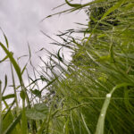 Fotografieren und Filmen bei Regen mit Kamera und Smartphone #smartphonephotography Fotografieren und Filmen mit dem Smartphone: Bessere Fotos und Videos mit dem Handy für Freizeit, Hobby und Business