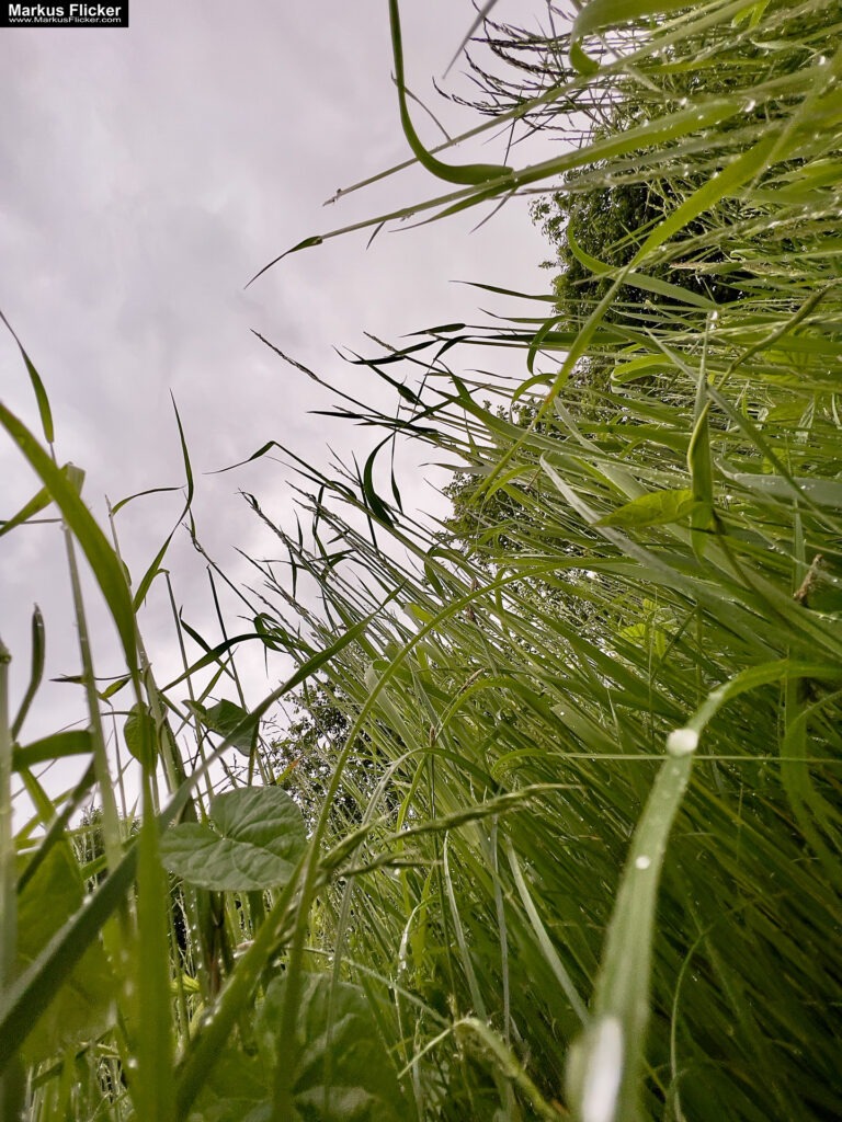 Fotografieren und Filmen bei Regen mit Kamera und Smartphone #smartphonephotography Fotografieren und Filmen mit dem Smartphone: Bessere Fotos und Videos mit dem Handy für Freizeit, Hobby und Business