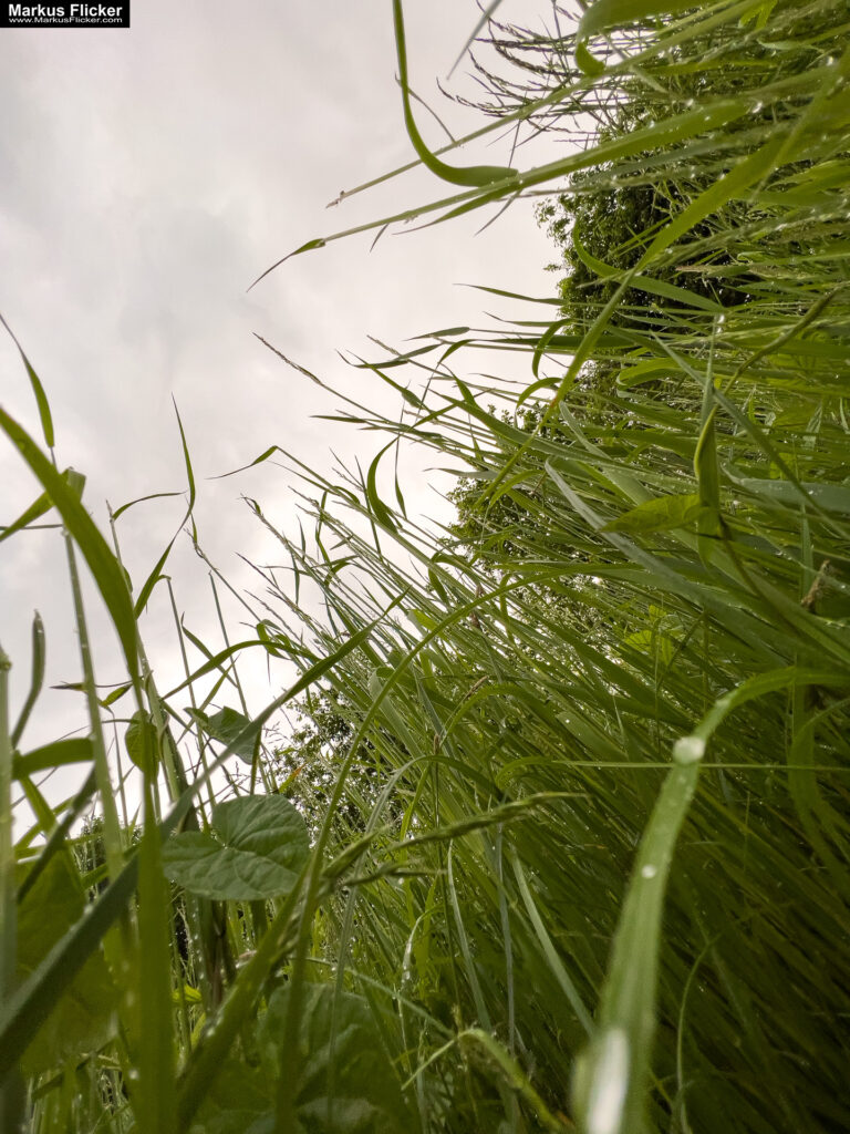 Fotografieren und Filmen bei Regen mit Kamera und Smartphone #smartphonephotography Fotografieren und Filmen mit dem Smartphone: Bessere Fotos und Videos mit dem Handy für Freizeit, Hobby und Business