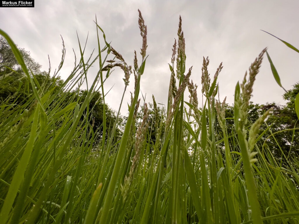 Fotografieren und Filmen bei Regen mit Kamera und Smartphone #smartphonephotography Fotografieren und Filmen mit dem Smartphone: Bessere Fotos und Videos mit dem Handy für Freizeit, Hobby und Business