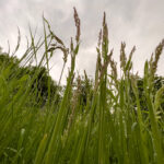 Fotografieren und Filmen bei Regen mit Kamera und Smartphone #smartphonephotography Fotografieren und Filmen mit dem Smartphone: Bessere Fotos und Videos mit dem Handy für Freizeit, Hobby und Business