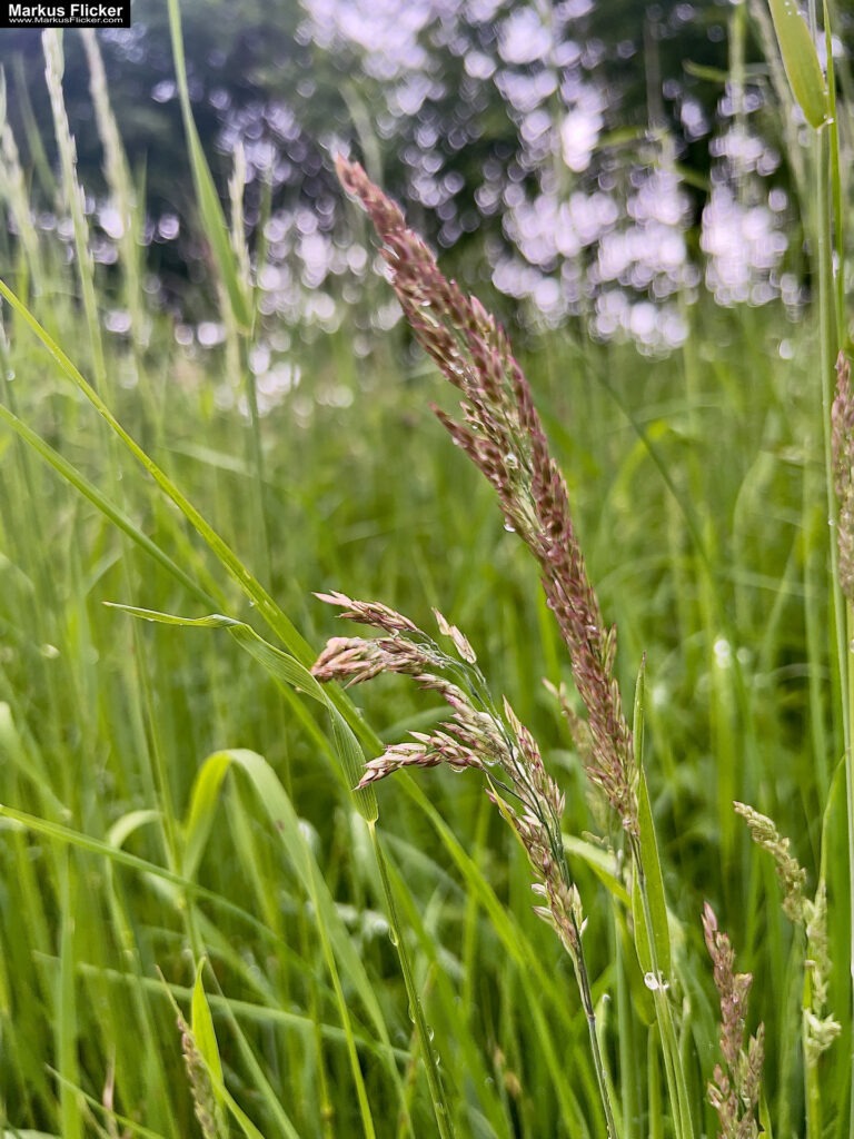 Fotografieren und Filmen bei Regen mit Kamera und Smartphone #smartphonephotography Fotografieren und Filmen mit dem Smartphone: Bessere Fotos und Videos mit dem Handy für Freizeit, Hobby und Business