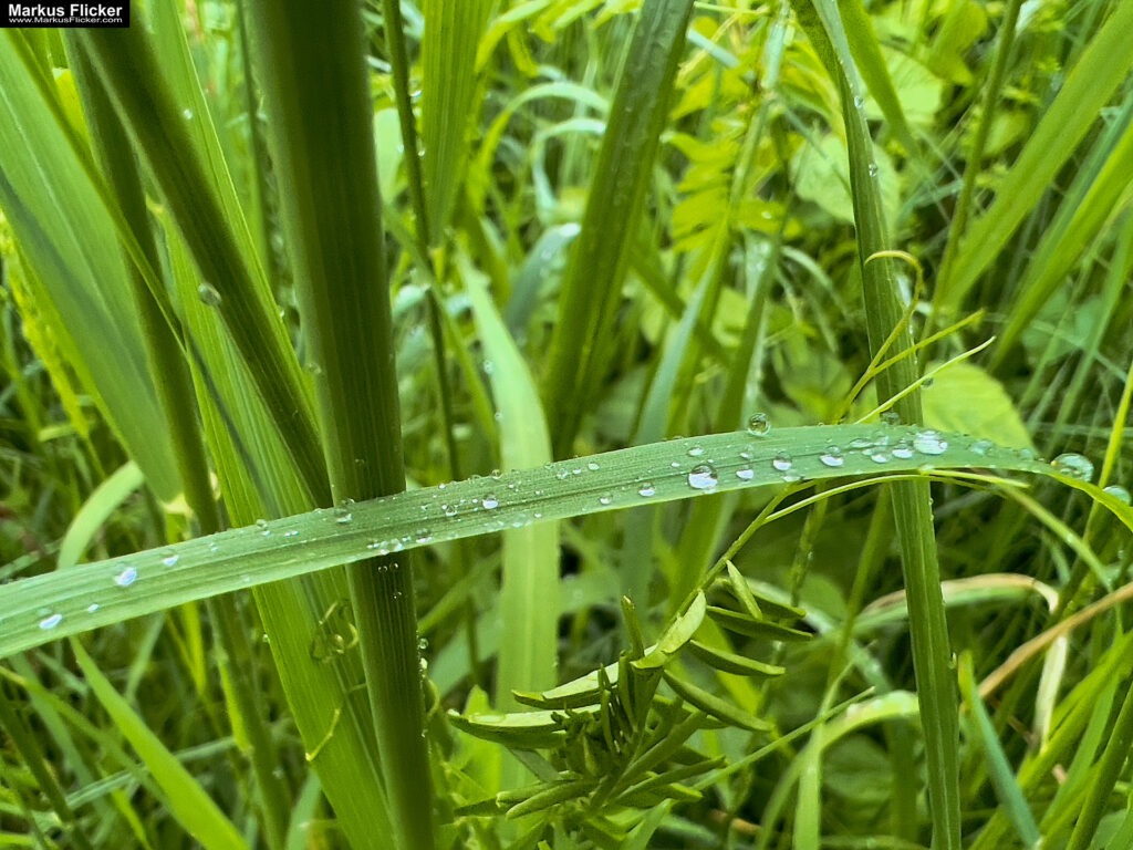 Fotografieren und Filmen bei Regen mit Kamera und Smartphone #smartphonephotography Fotografieren und Filmen mit dem Smartphone: Bessere Fotos und Videos mit dem Handy für Freizeit, Hobby und Business