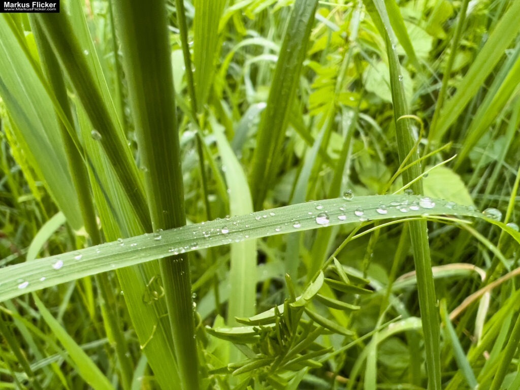 Fotografieren und Filmen bei Regen mit Kamera und Smartphone #smartphonephotography Fotografieren und Filmen mit dem Smartphone: Bessere Fotos und Videos mit dem Handy für Freizeit, Hobby und Business